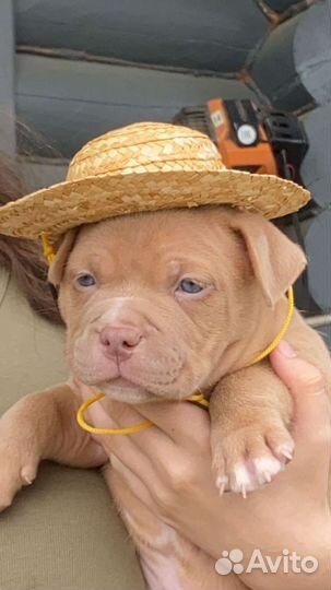 Американский булли