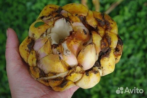 Луковицы Лилии