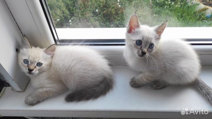 Тайские котята