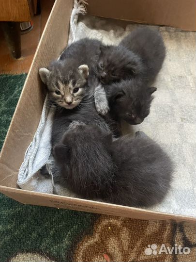 Котята в добрые руки