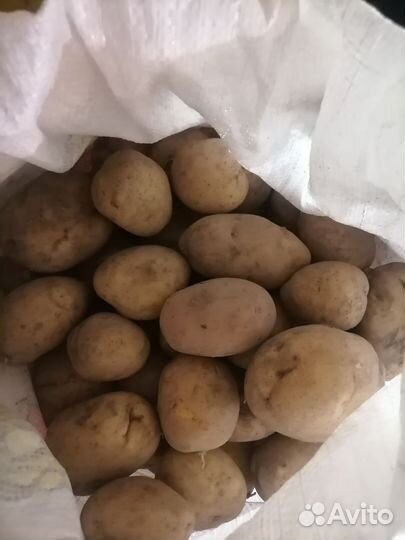 Картофель