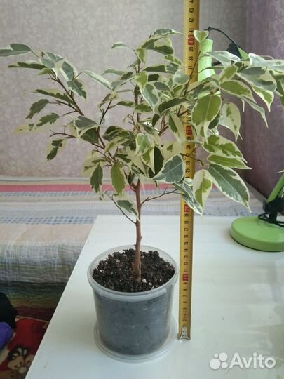 Фикус бенджамина