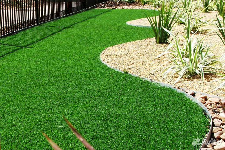 Трава газонная (Мятлик луговой)