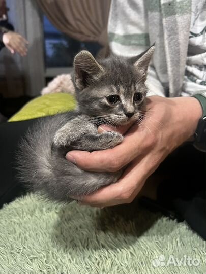 Котята