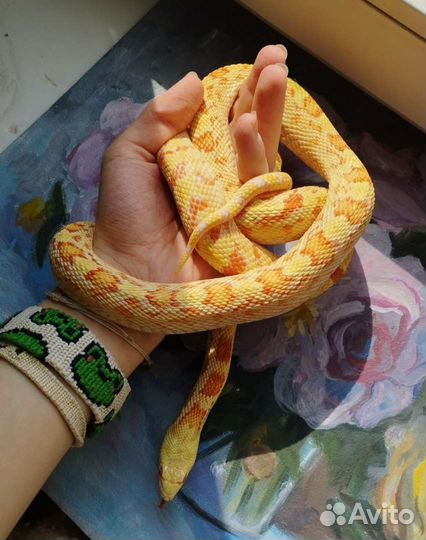 Сонорская гоферовая змея