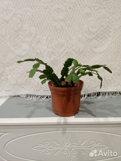 Кактус Шлюмбергера декабрист