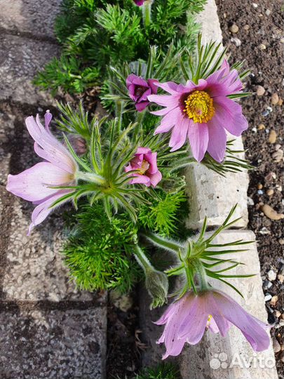 Семена - Прострел или Сон-трава