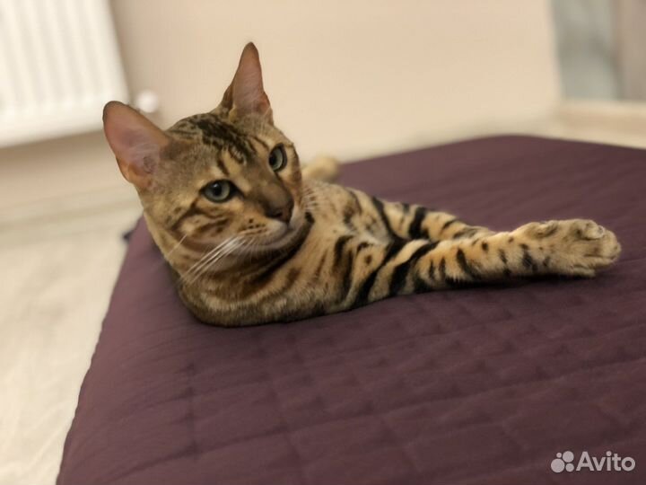 Бенгальский кот с Титулом Чемпиона