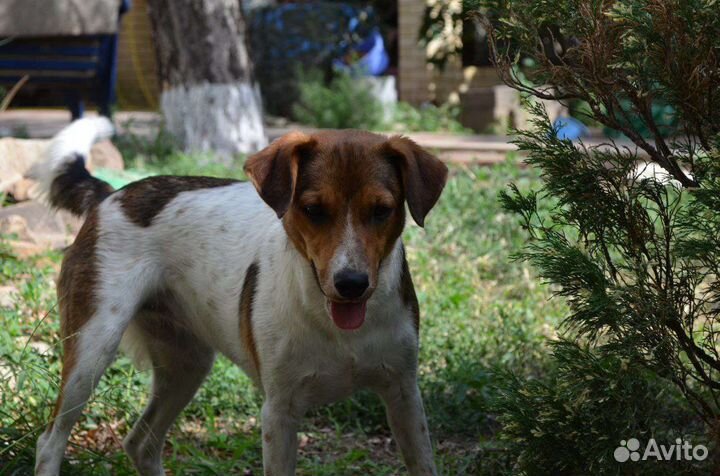 Ханна ищет дом