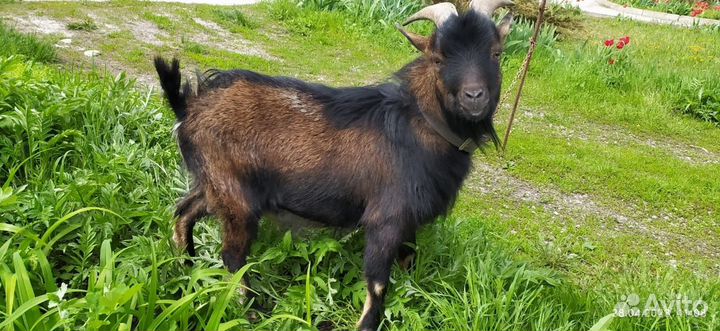 Камерунский козел