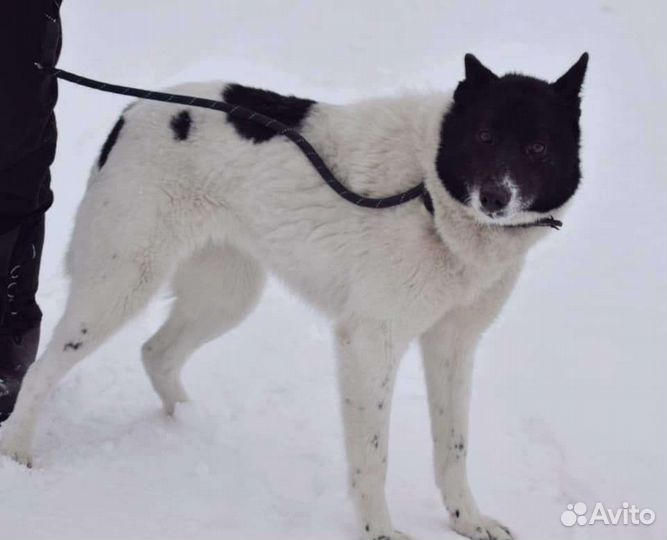 Собака метис лайки в добрые руки(девочка)