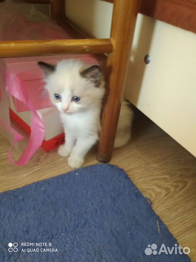 Продаю котят ragdoll