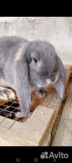 Кролики Французский баран