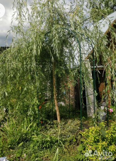 Ива плакучая Водопад, гибрид Шабурова