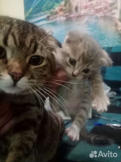 Британский вислоухий