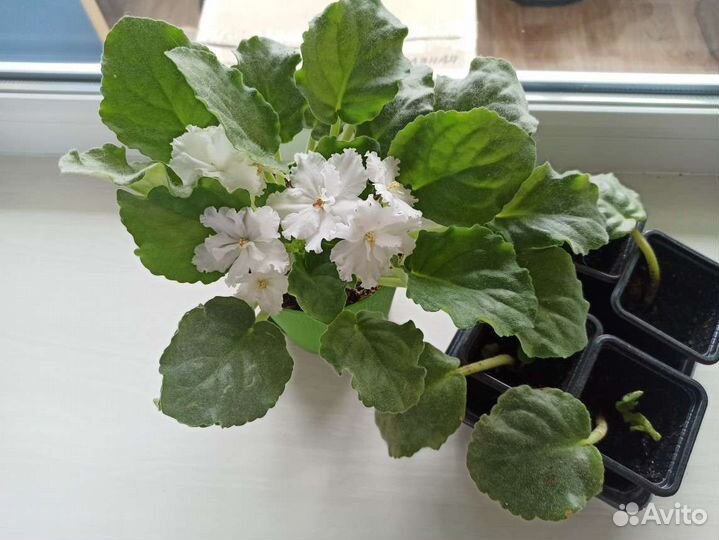 Фиалка белая