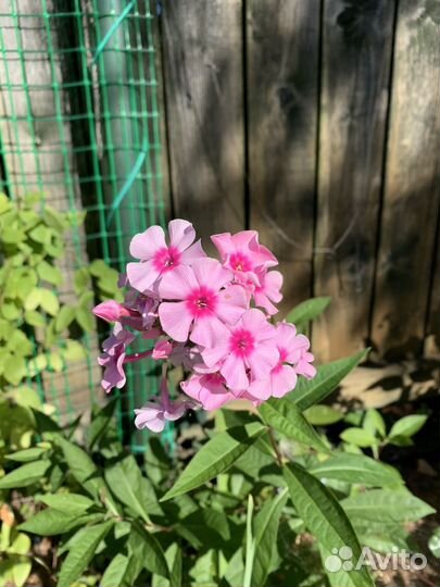 Флокс метельчатый и лилейник