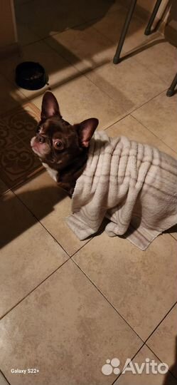 Чихуахуа кобель на вязку