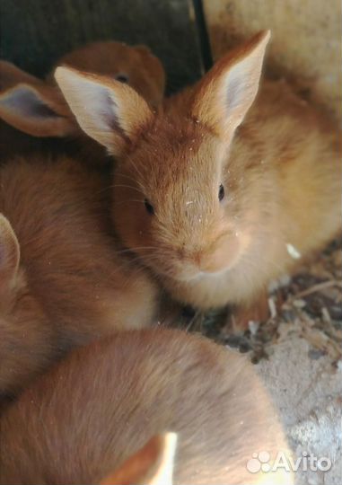 Крольчата нзк