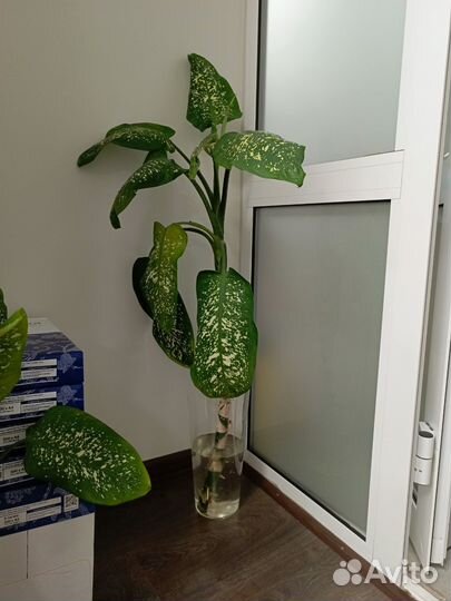 Цветок диффенбахия