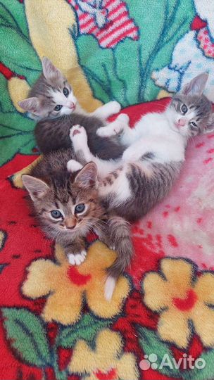 Кошки в добрые руки бесплатно