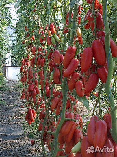 Семена томата Корнабель F1 Франция