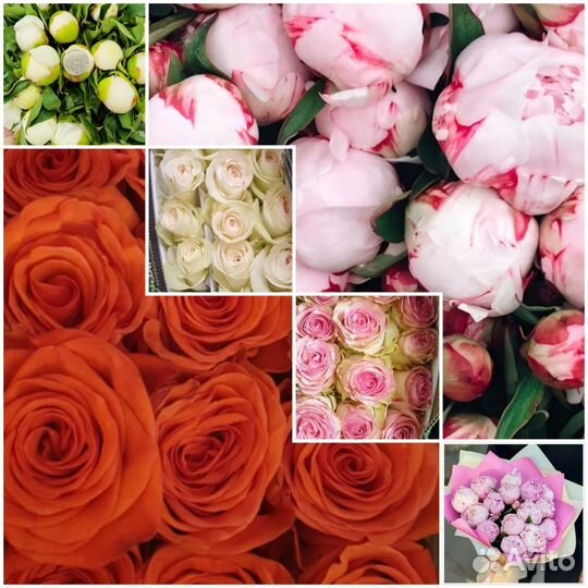 Роза опт/ пионы опт/ пионы букеты/ розы букет