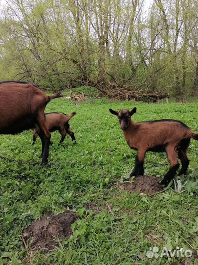 Чешская короткошёрстная