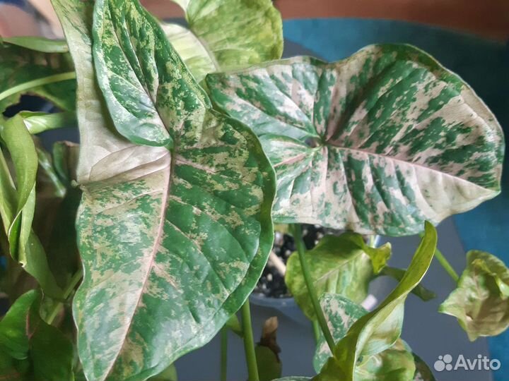 Домашние цветы