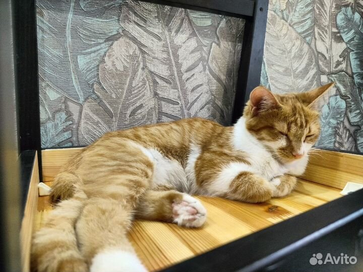 Рыжий котенок (девочка)