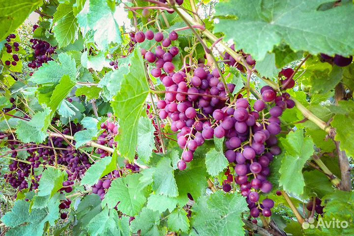 Саженцы винограда (2-хлетки) Сорт Русский ранний