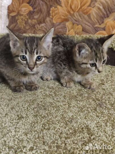 Привет из зоны сво