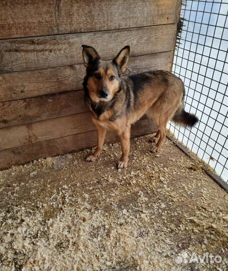 Молодая, ласковая собака очень хочет в семью