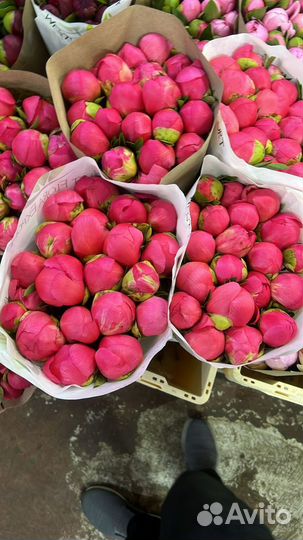 Пионы букеты цветы