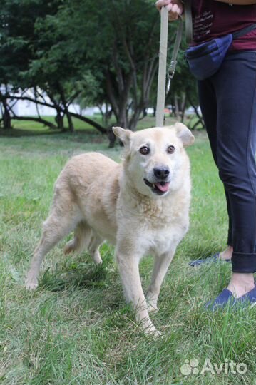 Собака в добрые руки