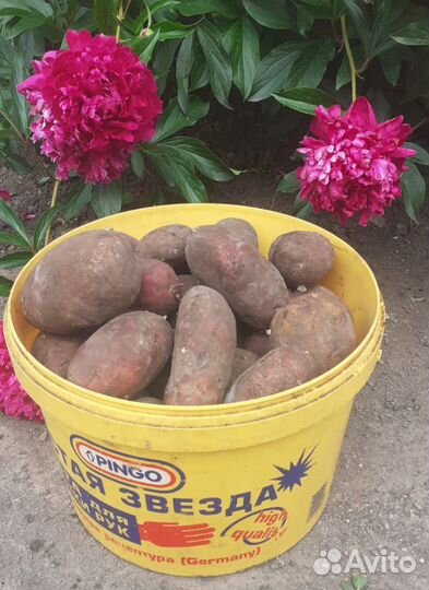 Продам картофель