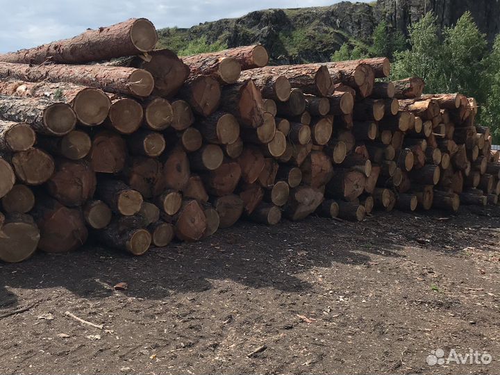 Лес кругляк лиственница