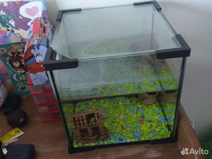 Аквариумные рыбки