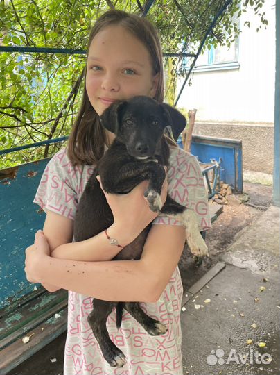 Собака в добрые руки щенок мальчик