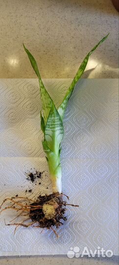 Сансевиерия футура вариегатная