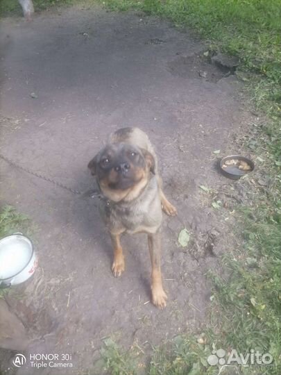 Собаки бесплатно в добрые руки