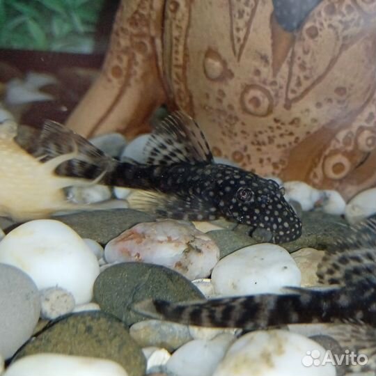 Сомики анциструсы