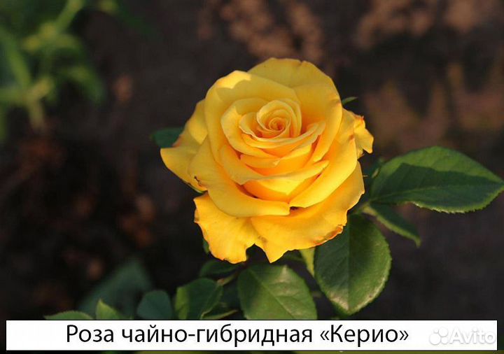 Розы сортовые чайно-гибридные, английские, спреи