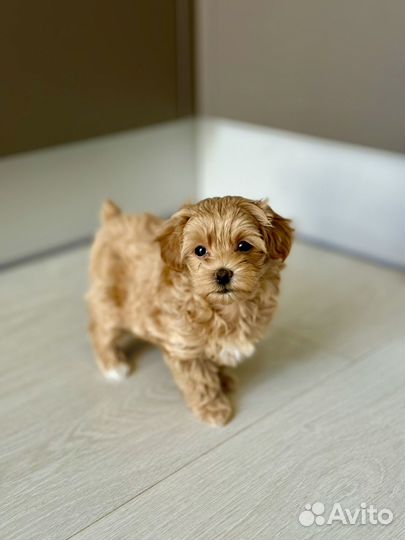 Мальтипу f1 девочка