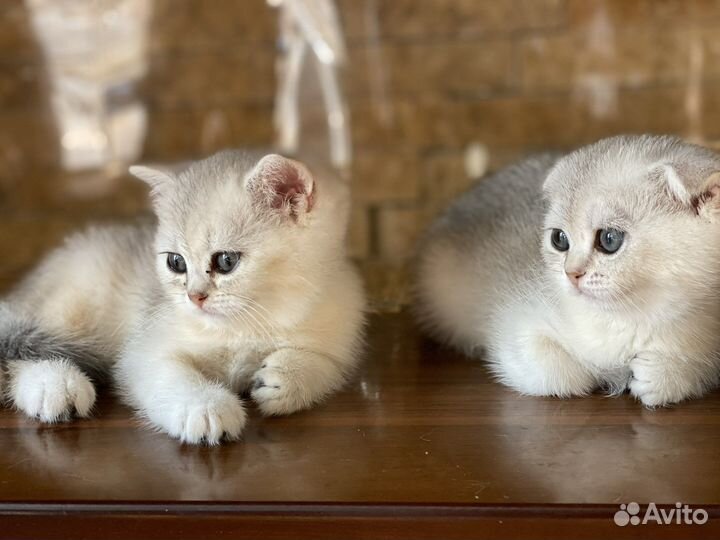 Британская шиншилла