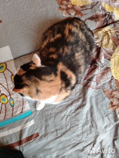 Смелая и харизматичная Юша в поиске дома