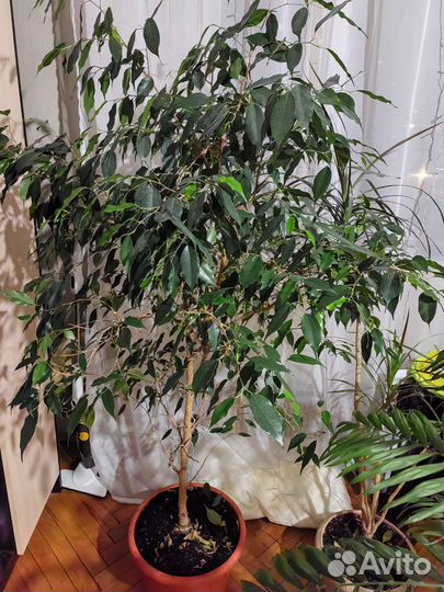 Фикус бенджамина большой