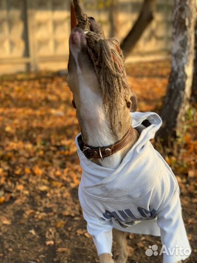 Питбуль Дора ищет дом