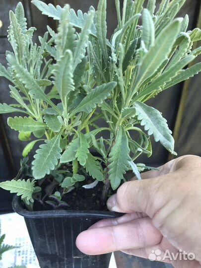 Лаванда зубчатая