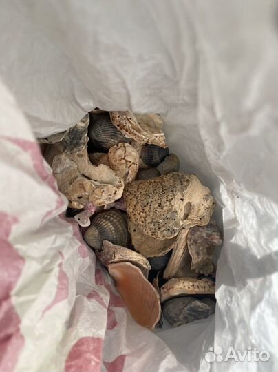 Для аквариума кораллы, ракушки